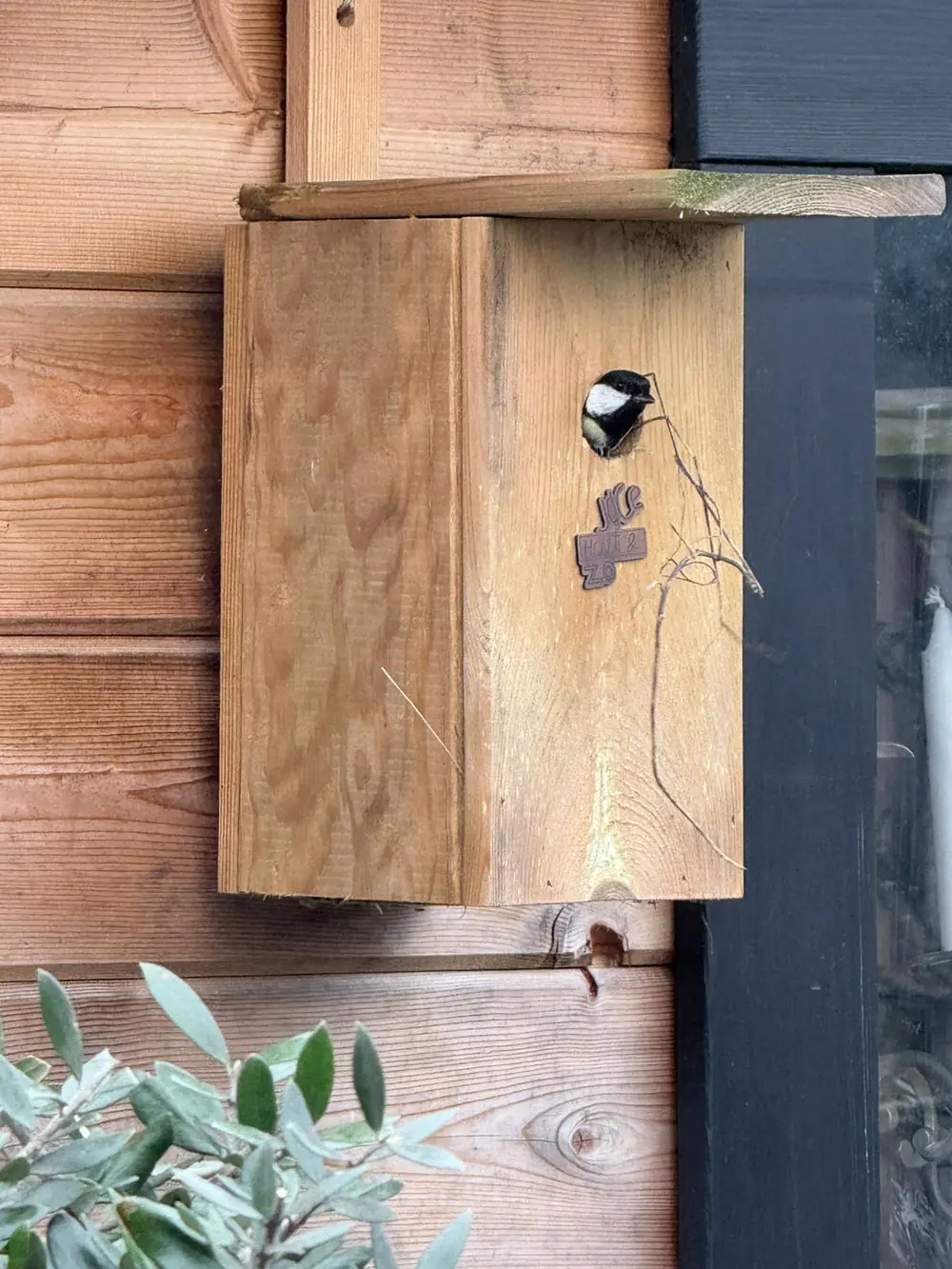 Een koolmees kijkt naar buiten vanuit een vogelhuisje van Jace Hout & Zo