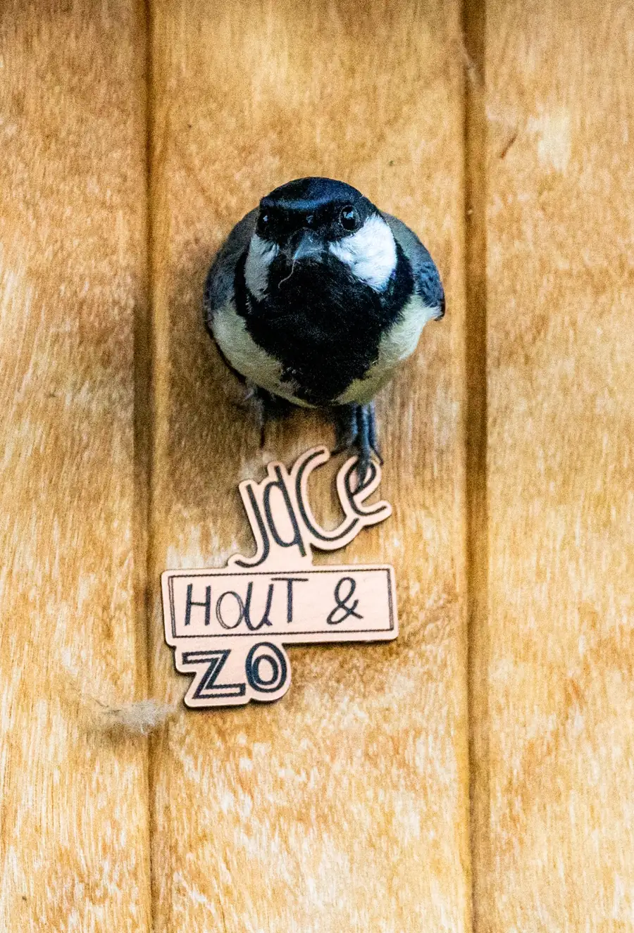 Koolmees zit vlak bij een vogelhuisje