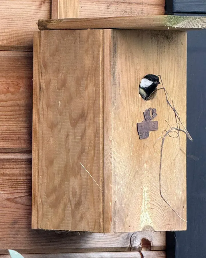 Vogelhuisje van Jace Hout & Zo aan de muur, met een koolmees bij de invliegopening